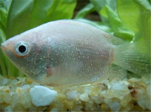 治疗白点病， 有妙招