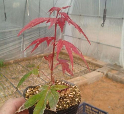 基质铺设的技巧