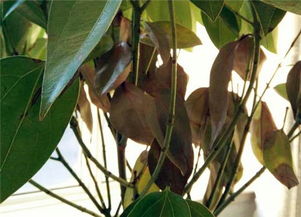 平安树价格：一盆多少钱？