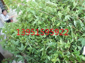 全国邮购快递发货，免费提供五角枫种植技术方法