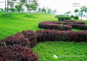 园林绿化养护的基础知识