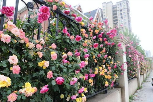 凌霄花：艳丽花期，攀援造型