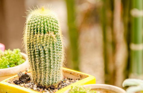 揭秘吉利红：植物界的吉祥象征，寓意与种植指南