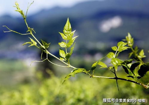 海拔一千米：花草种植的神秘地带