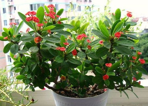 铁杆海棠的生长养护， 小白的独门秘籍