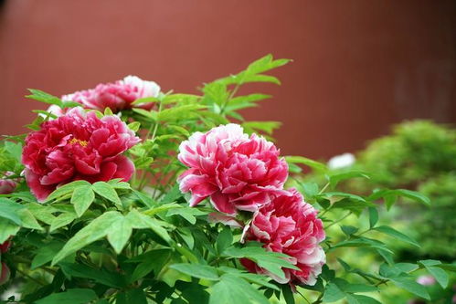 牡丹花何时绽放？不同品种花期各异