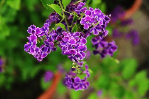 巧克力花的魅力