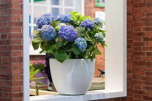 太阳花与绣球花：阳台的视觉盛宴