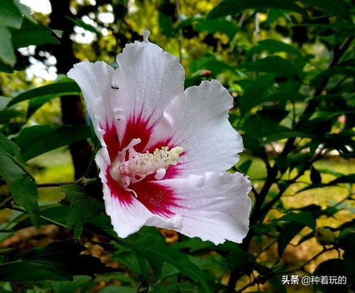 如何养护使其平安过冬？