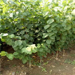 价格影响因子多