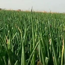 苇子的样子，你认识吗？