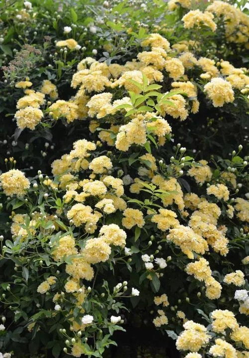 两种花的特点与用途