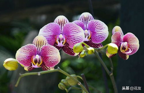 蝴蝶兰的培育：如何让花朵梗艳丽