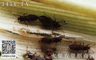 海棠网蝽防治，你真的了解吗？