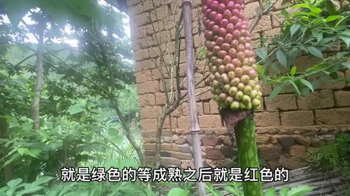 常春油麻藤种子营养美味，有哪些独特吃法让人回味无穷呢