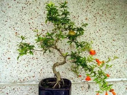 珍珠盆景花卉如何浇水？保持土壤湿润是关键吗