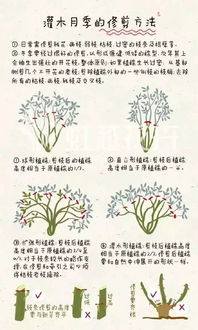 ：自家花园的花种选择与种植指南