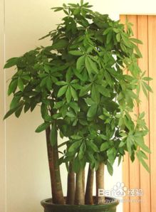 第二步：准备装饰材料