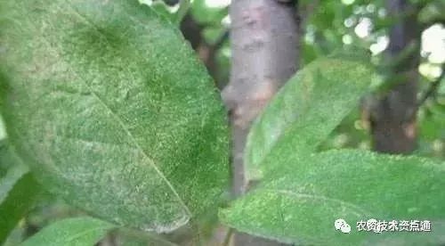 乙唑螨腈的作用机理