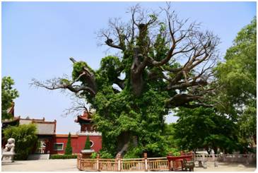 大树搬迁， 先得过审批关