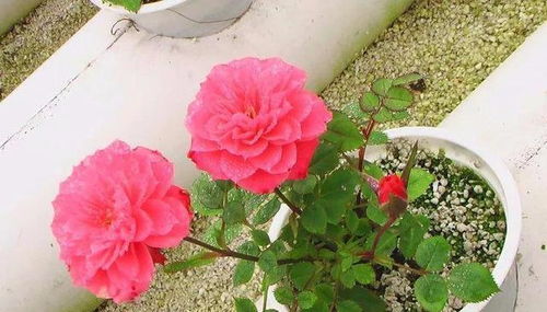 换土要适时 防风要到位