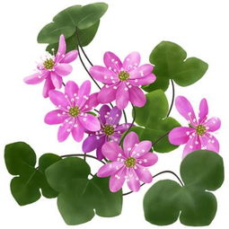 六出花：喜悦、 友谊、健康