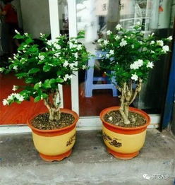 富贵竹叶子发黄怎么办？黄叶救治全攻略有哪些方法
