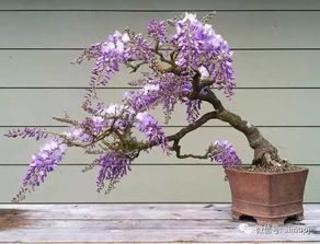 紫藤冬季养护的注意事项