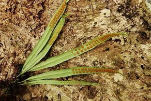 圆圆的叶子， 藏着大秘密