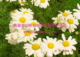 除虫菊真的嫩防蚊蝇吗？揭秘庭院中的科学使用方法