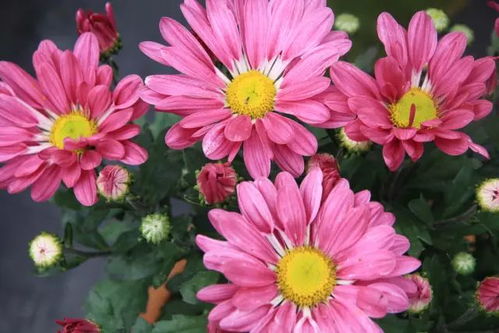 菊花是高洁品质的象征，你知道菊花还有哪些品质吗