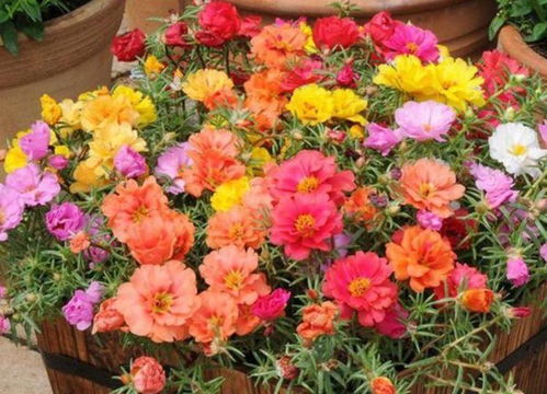 夏日花园，花籽选什么？