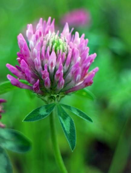 桃花绽放，前程似锦，美好花语，寓意无限！