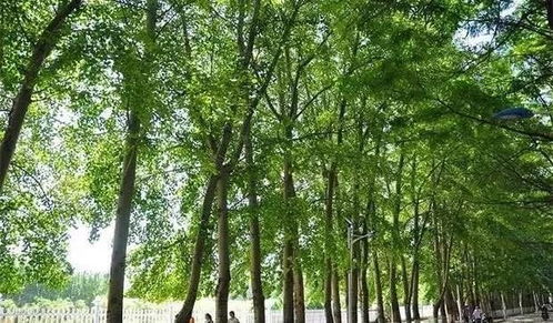 城市绿化树种大盘点，这些树木你认识多少