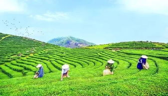 耒阳市茶油基地联系方式，南宁市优质茶苗采购指南