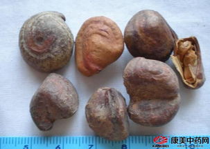凤仙花种子长啥样？教你辨别真假凤仙花种子