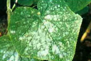 使用杀菌剂， 要注意细节