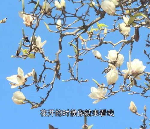 玉兰树、 核桃树，家门口的风景