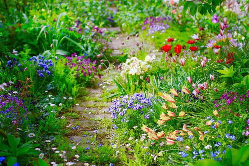 开化草本花的美丽季节
