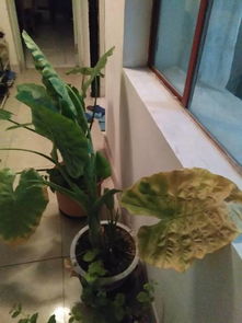 三、滴水观音花艾灸，效果怎么样？