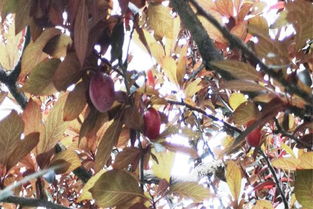 再说说 咱们得防治病虫害，保卫月季树的健康