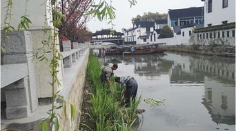 四、莲花，江南的圣洁