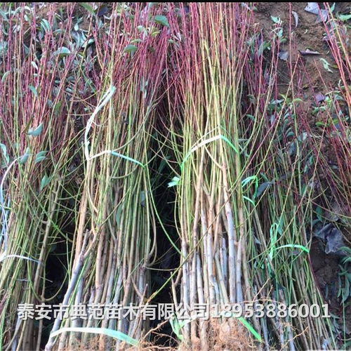 绿化苗木， 城市的美容师