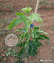 哎呀，干旱了快给它们浇水