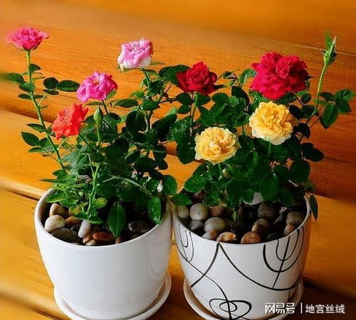 玫瑰花种植方法大揭秘，只需简单几步