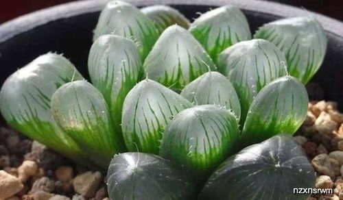 玉露暴晒瘪了如何恢复原状
