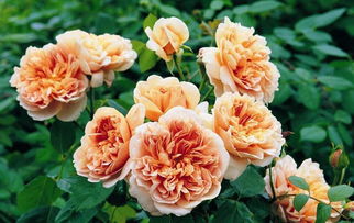 各类月季品种，总有一款适合你