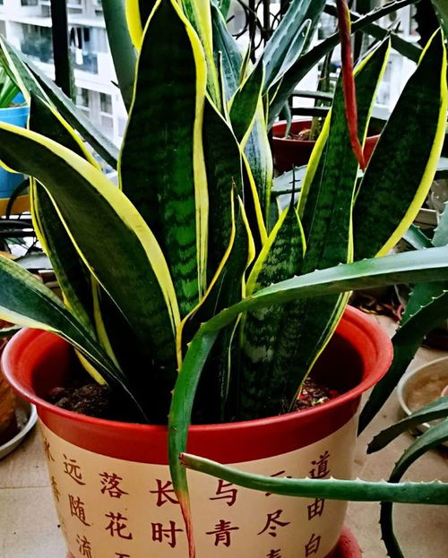 虎皮兰的空气净化小Neng手