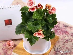 秋海棠：来自南美的美丽使者