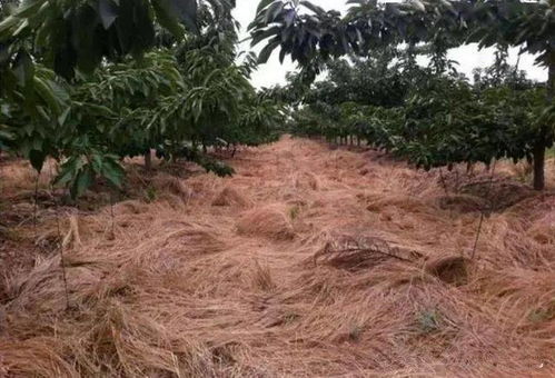 草甘膦是什么东东？